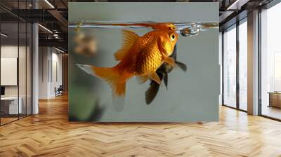  Close-up View of Black and Orange Colorful Aquarium Goldfish in a Clear Water Tank Wall mural