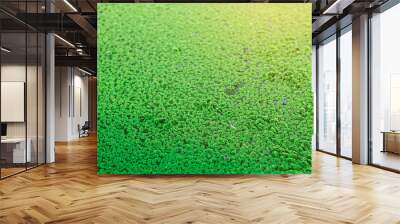 Green moss at sunlight. Wall mural