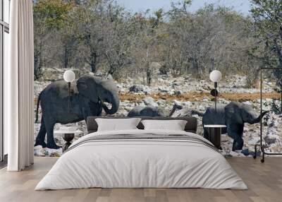 african elephants, two young, one adult Wall mural