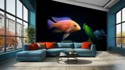 Cichlid colorful fish in aquarium Wall mural