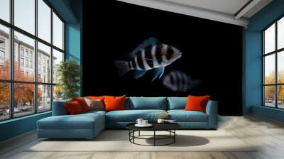 Cichlid fish in the aquarium, amazing colors. selective focus. white and black background Wall mural