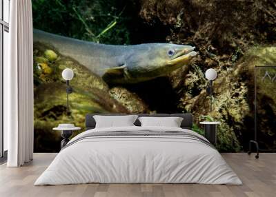 American eel underwater in the St. Lawrence River. Wall mural