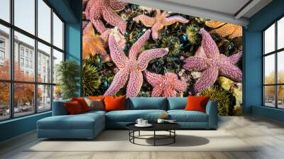 Common starfish underwater hunting for blue mussels Wall mural