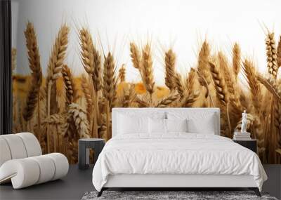 crop field of wheat as a border frame isolated on a transparent background Wall mural