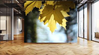 Autumn yellow color leaves in sunlight Wall mural