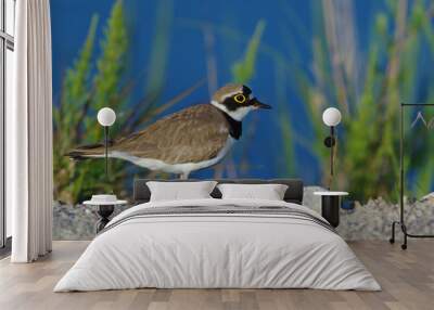 Ringed plover on the river shore 2 Wall mural