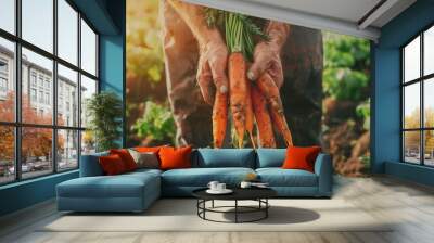 Farmer shows freshly harvested carrots in the garden. Wall mural