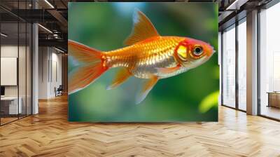 Goldfish in the aquarium. Beautiful goldfish in the aquarium. Wall mural