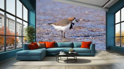 Two Banded Plover Wall mural