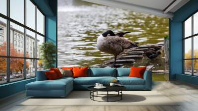 Canadian goose near to the water Wall mural