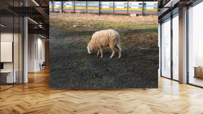 Sheep in a fence farm./Sheep eating grass in farm. Wall mural