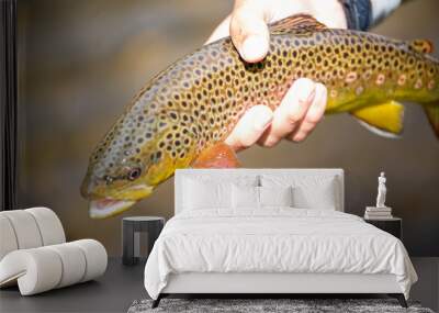 Brown trout Wall mural