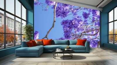 Colourful jacaranda tree in bloom in Brisbane, Queensland. Wall mural