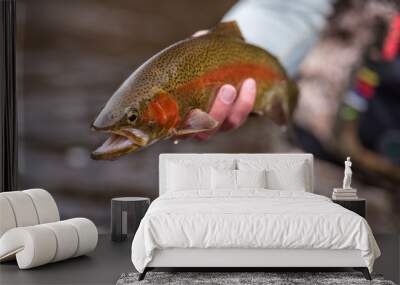 Fly Fishing Trout Wall mural