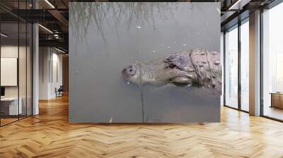 Large alligator in the water Wall mural