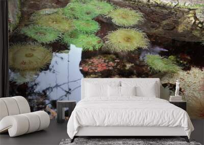 Plants and algae in the water Wall mural