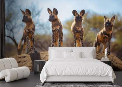 African Painted Dog in Namibia wild Africa Safari Wall mural