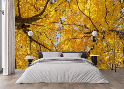 Brilliant fall colors erupt overhead on a warm autumn urban tree canopy Wall mural