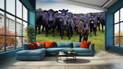 Black Angus Cattle and Calves Wall mural