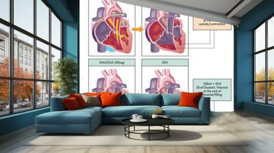 Medical illustration of the two main phases of the cardiac cycle, systole and diastole, with annotations. Wall mural