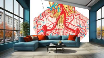 Medical illustration shows the blood circulation of the cerebellum, with annotations. Wall mural