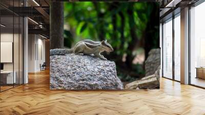 Indian Palm Squirrel sitting on the rock in a side angled pose and looking very curiously Wall mural