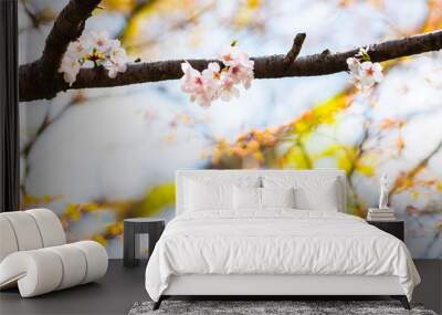 Cherry blossom in spring for background or copy space for text Wall mural