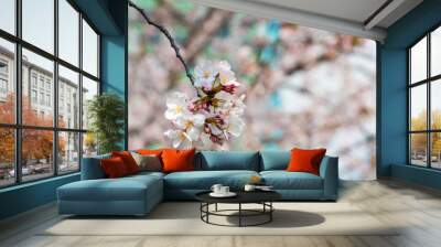 Cherry blossom in spring for background or copy space for text Wall mural