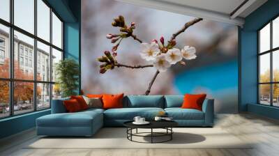 Cherry blossom in spring for background or copy space for text Wall mural