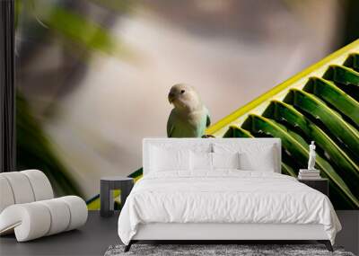 A Green Love Bird sitting in a tree Wall mural