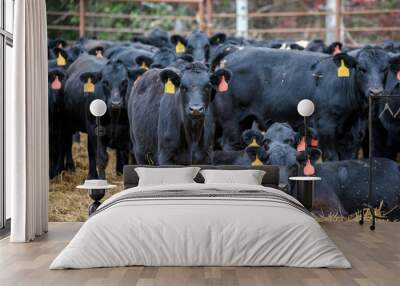 a herd of black angus cows in a corral. the cows are staring forward. Wall mural