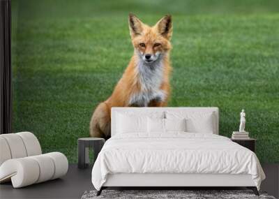 A red fox at home on a golf course Wall mural