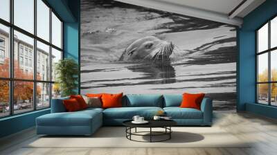 A sea lion by a local dock in California Wall mural