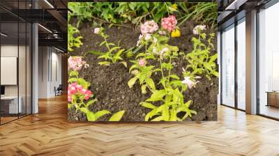 Annual phlox or Phlox Drummondii plant in Saint Gallen in Switzerland Wall mural