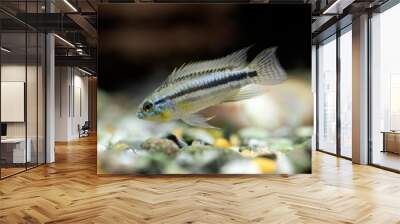 Apistogramma bitaeniata Wall mural