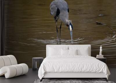 Closeup of a great blue heron perched in a pond in a park with a blurry background Wall mural