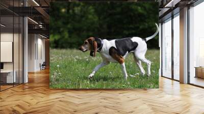 beautiful purebred beagle, English Foxhound, portrait Wall mural