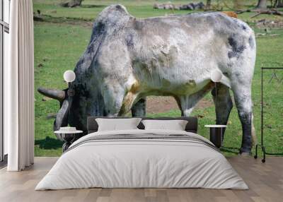 Brahma Bull Wall mural