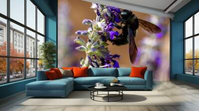 Carpenter Bee 2 Wall mural