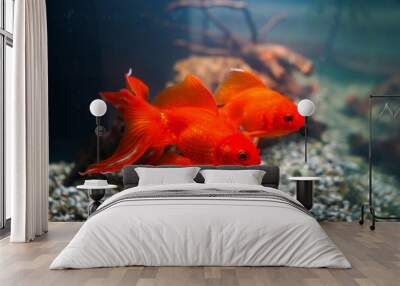 Close up of a goldfish in a fish tank Wall mural