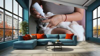 close up pet owner medicine into British shorthair cat's ear. blur background Wall mural