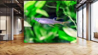 Copella arnoldi - Splash Tetra Wall mural