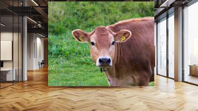 Cow head with green background Wall mural