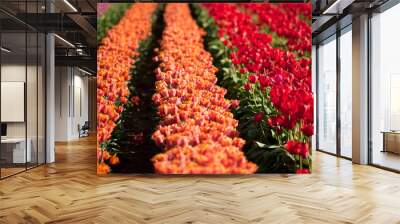 tulip fields Wall mural