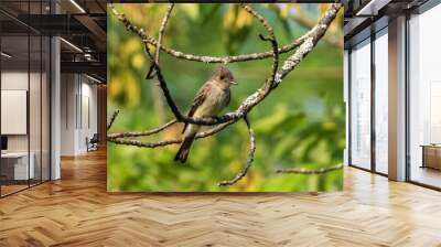 Eastern Wood pewee Wall mural