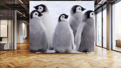 Emperor Penguin Chicks looking in different directions at Snow Hill Emperor Penguin Colony, October 2018. Wall mural