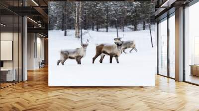 reindeer in snow Wall mural