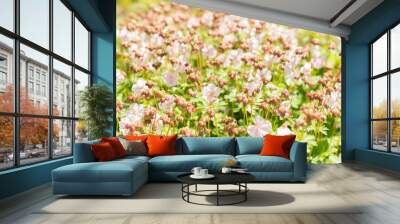 Geranium X Cantabrigiense flowers in Zurich in Switzerland Wall mural