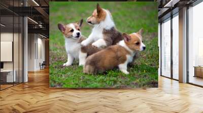 Portrait of cute pembroke welsh corgi puppies Wall mural