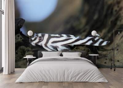 Hypancistrus zebra Wall mural